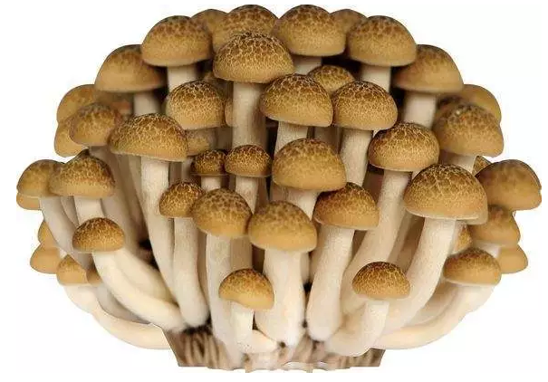 http://www.cszryl.com/ewebeditor/uploadfile/20170914091421667001.png